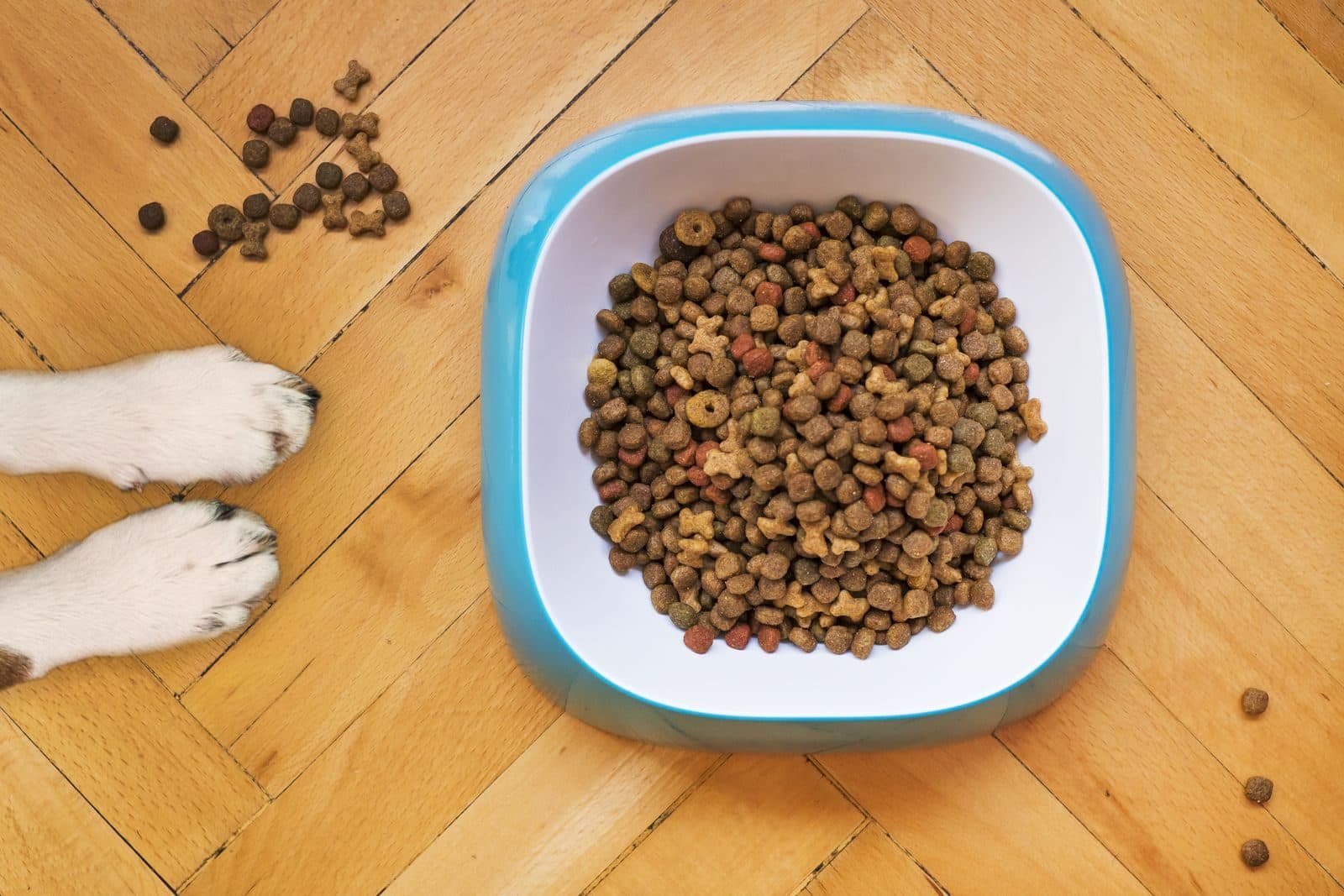 Ce hrană uscată pentru câini să cumperi în 2026